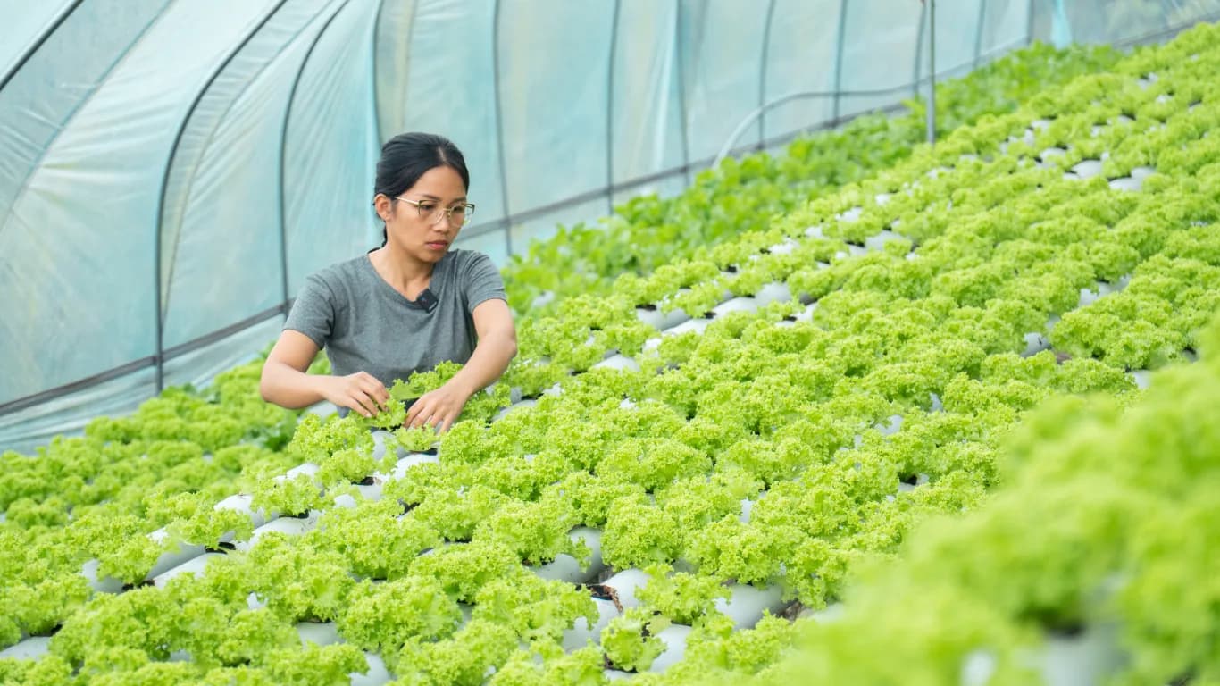 Farmer tending hydroponic lettuce in a greenhouse