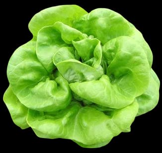 Butter Crown Butterhead Lettuce