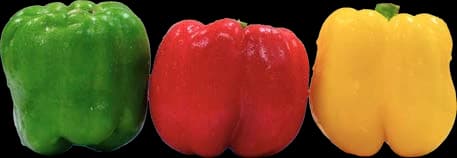 Pepper Trio Capsicum